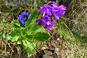 54 Primula latifolia con Genziana di Koch (Gentiana kochiana))